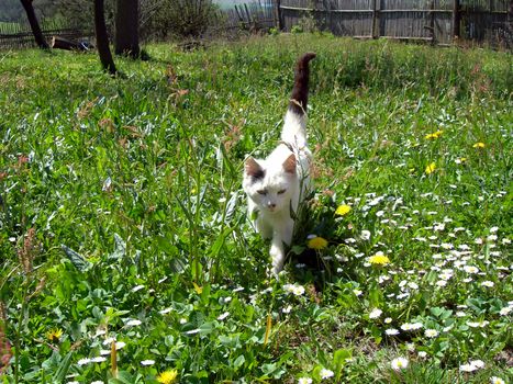 Young tomcat crawling among the daisies  in the garden    