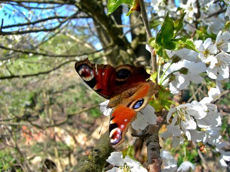        Peacock butterfly on a apple tree in blossom. Symbol of the spring season.