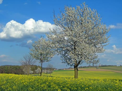 Yellow rape, blue sky and fruit trees in blossom in the spring country          
