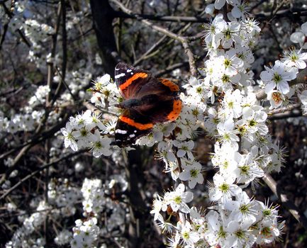           Nice butterfly on a apple tree in blossom. Symbol of the spring season.