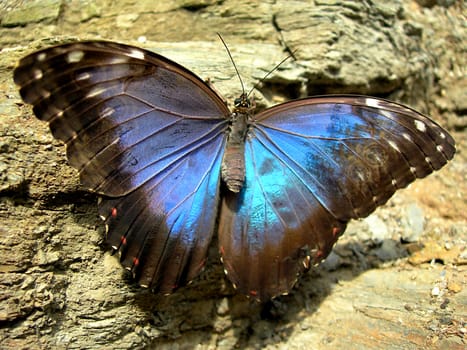          Blue butterfly is having rest on a wall 