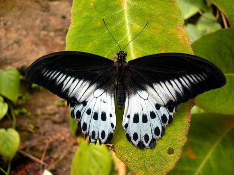         Big black tropical butterfly on a leaf  