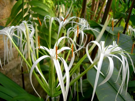           White tropical orchid with leaves
