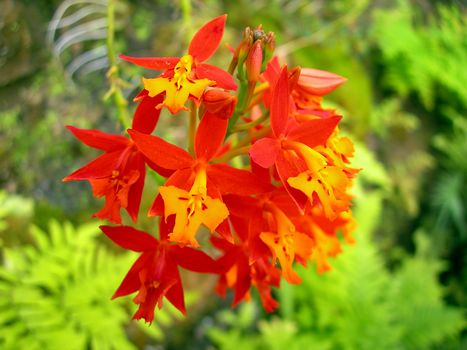           Red tropical orchid blossom 