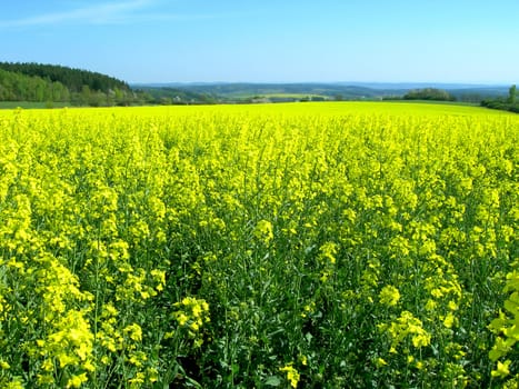           Rape field and blue sky in the country