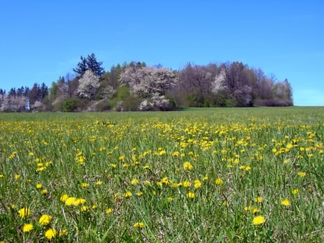 Meadow with dandelions and a forest in blossom behind it 