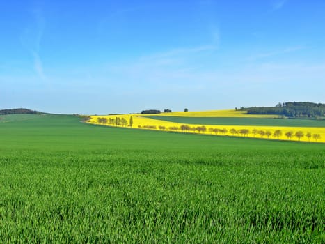           Green field of wheat with yellow rape