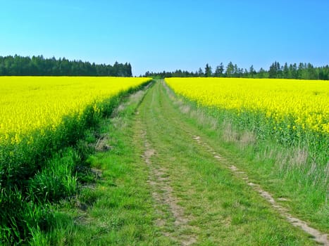           Two rape fields and a road in the middle