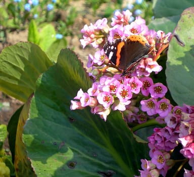 Butterfly is sitting on a flower and drinking nectar from blossoms