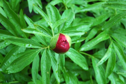 Bud of peony with dew and green leaves