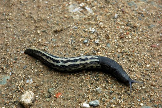 Detail of big slug crawling on sand