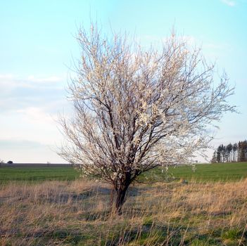 Lonsome tree in blossom in the middle of the field