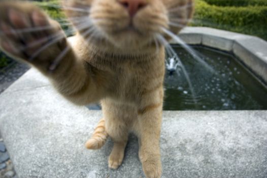 Small kitten is attacking the camera