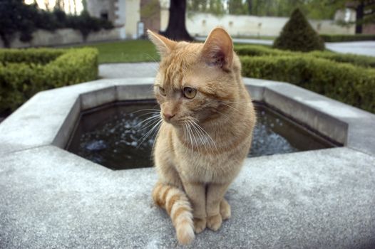 Cat is posing on the fountain