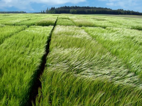 Field of green wheat in a spring - natural seasonal landscape   