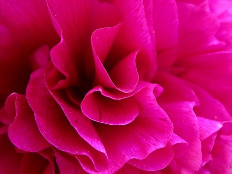 A red rose: numbers of  red petals - texture