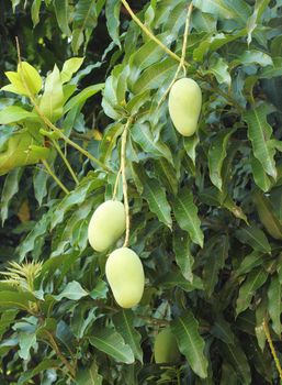 mango on tree of Thailand (Southeast Asia)