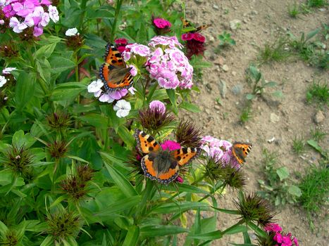 Four tortoiseshell butterflies are sitting on a pink flower