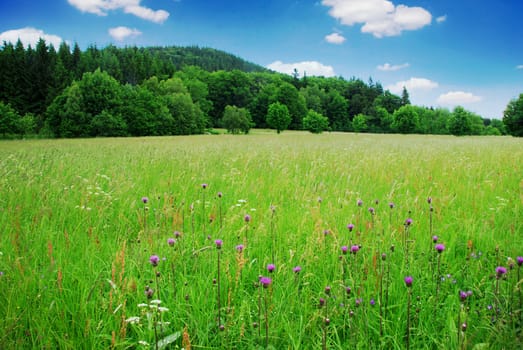 Beautiful spring meadow with green grass and flowers