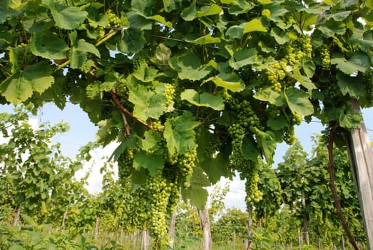 Wine grapes of Chardonnay type in te vineyard