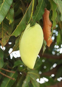 golden mango on tree of Thailand (Southeast Asia)