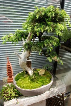 Bonsai tree still-life. Miniature in a peaceful Japanese garden.