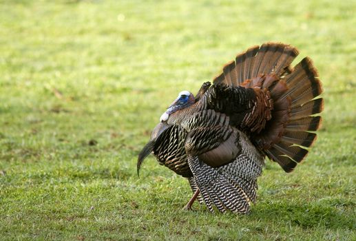 A Wild Tom Turkey (Meleagris gallopavo), spreading his tail to attract a hen