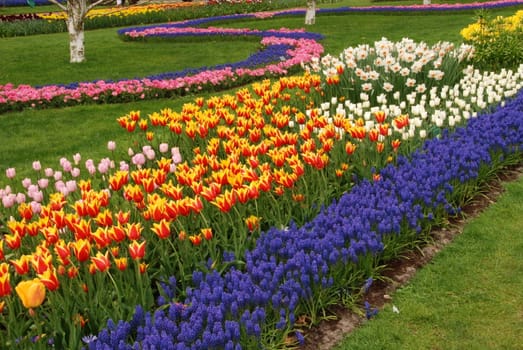 Red  tulip fields and hyacinths in Holland in the spring