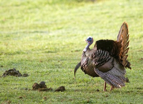 A Wild Tom Turkey (Meleagris gallopavo), spreading his tail to attract a hen