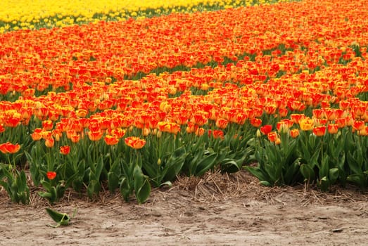 Red and orange tulip fields in Holland in the spring