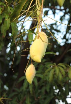 golden mango on tree of Thailand (Southeast Asia)