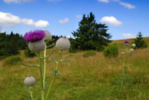 Purple thistle in bloom withe alpine meadow in the back. Shallow DOF