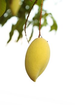 golden mango on tree of Thailand (Southeast Asia)