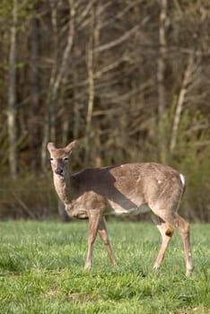 A White Tailed Deer (Odocoileus virginianus) in a field