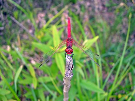          Red dragofly is sitting on a grass 