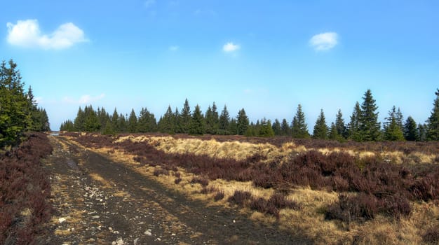 Road in the woods in the wilderness in the czech mountains of Brdy