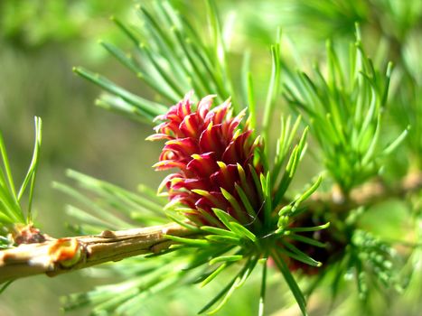 Detail of fresh red larch cone and needles          