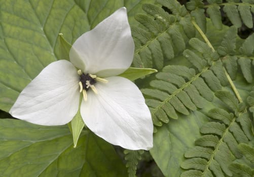 A single Trillium (Liliaceae) flower and ferns