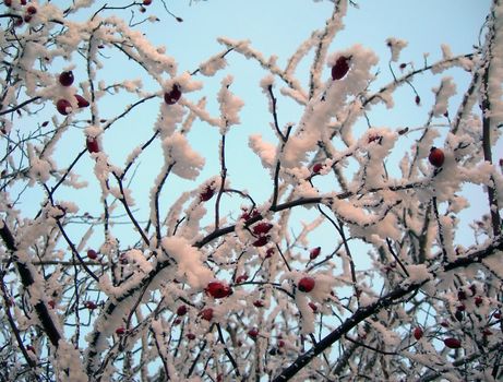         Wild rose fruits with snow cover in winter  