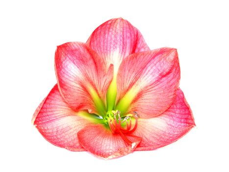 Beautiful bloom of pink amaryllis flower isolated on white