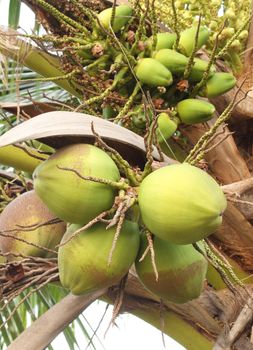 fresh coconut on the tree