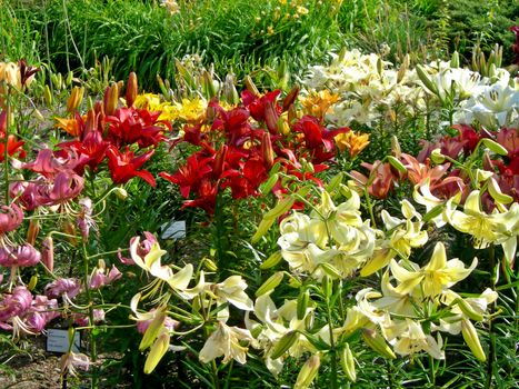           Beautiful botanical garden with daylily and many plant species