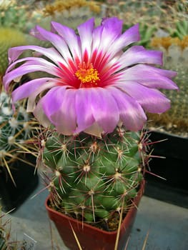           Beautiful pink cactus flower in bloom