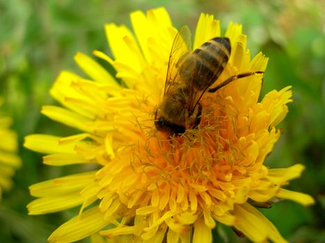       Bee is collecting pollen from a dandeion    