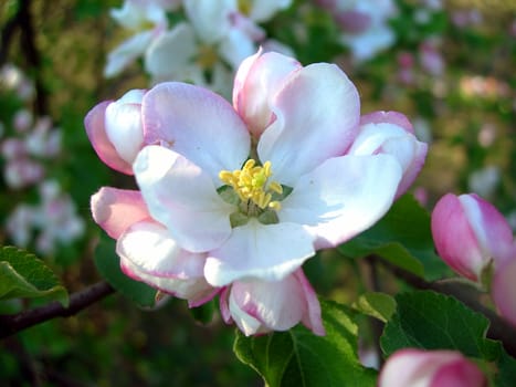 Detail of apple blossom in the early spring          