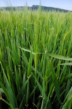 Field of green barley in the early spring