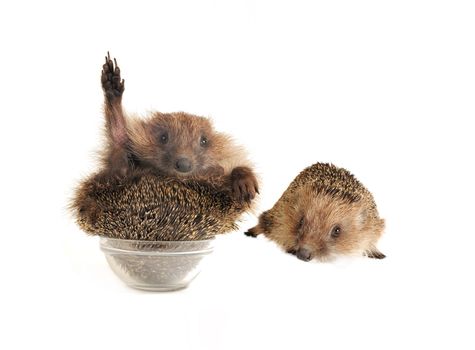  two standing hedgehog on a white background