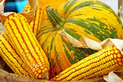Autumn colors, corn and pumpkin, seasonal vegetable