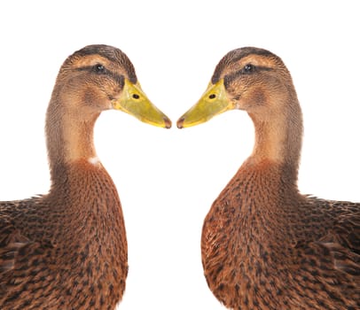 two ducks on a white background           