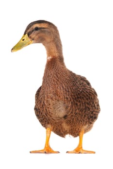  duck on a white background                           